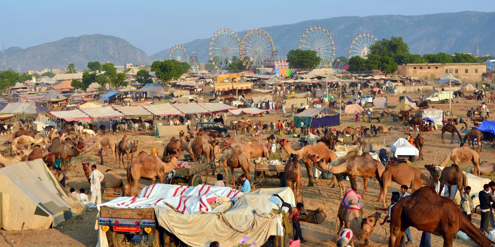 Pushkar Camel Fair Activity